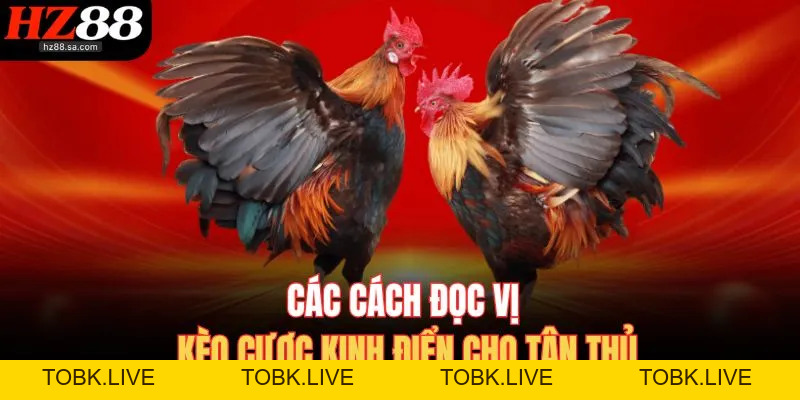 Đá Gà HZ88 | Trực Tiếp Đá Gà Online Nảy Lửa Nhất Hôm Nay