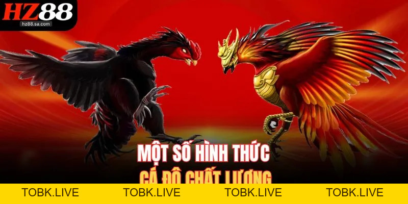 Đá Gà HZ88 | Trực Tiếp Đá Gà Online Nảy Lửa Nhất Hôm Nay